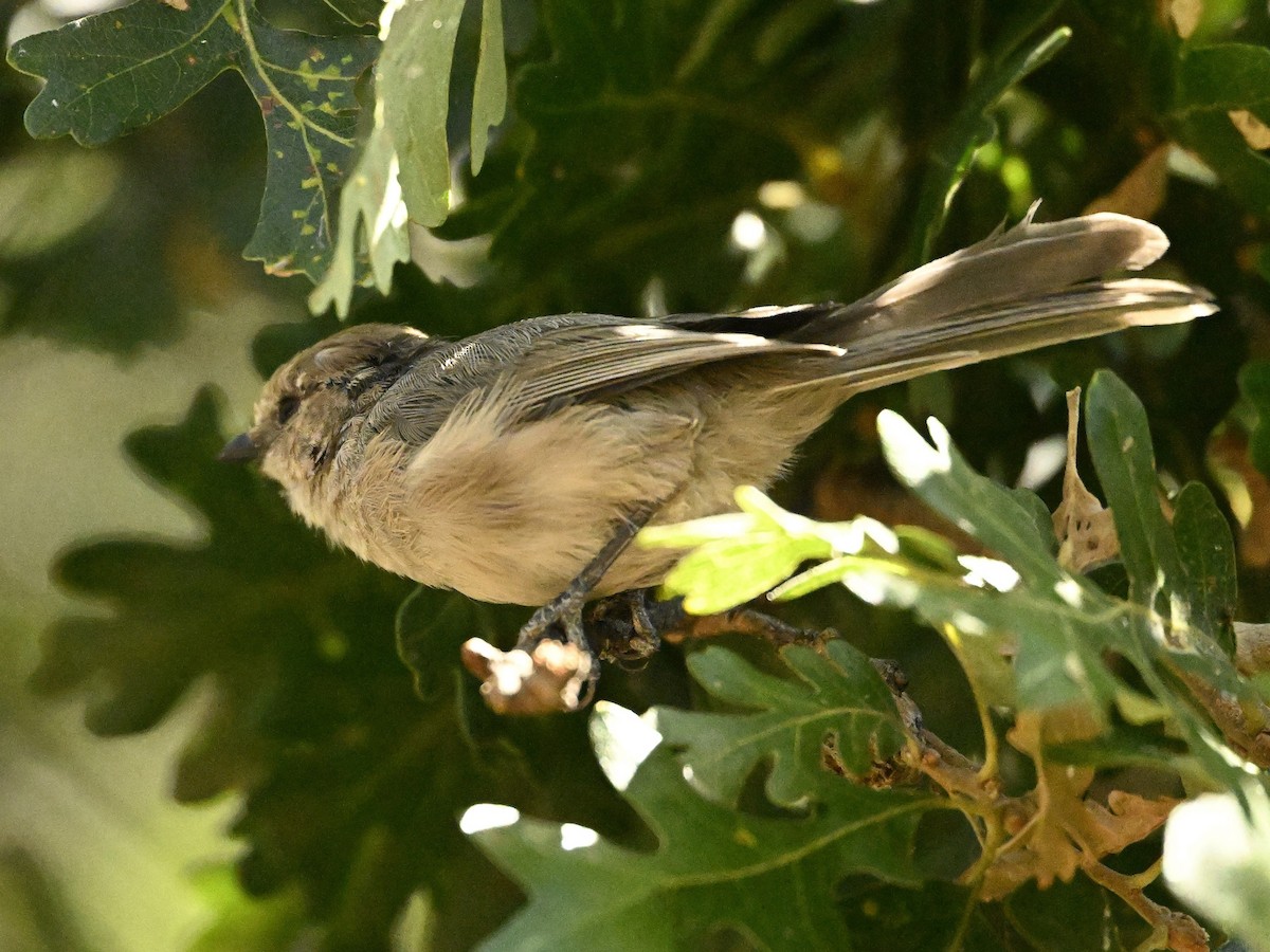 Bushtit - ML624053972