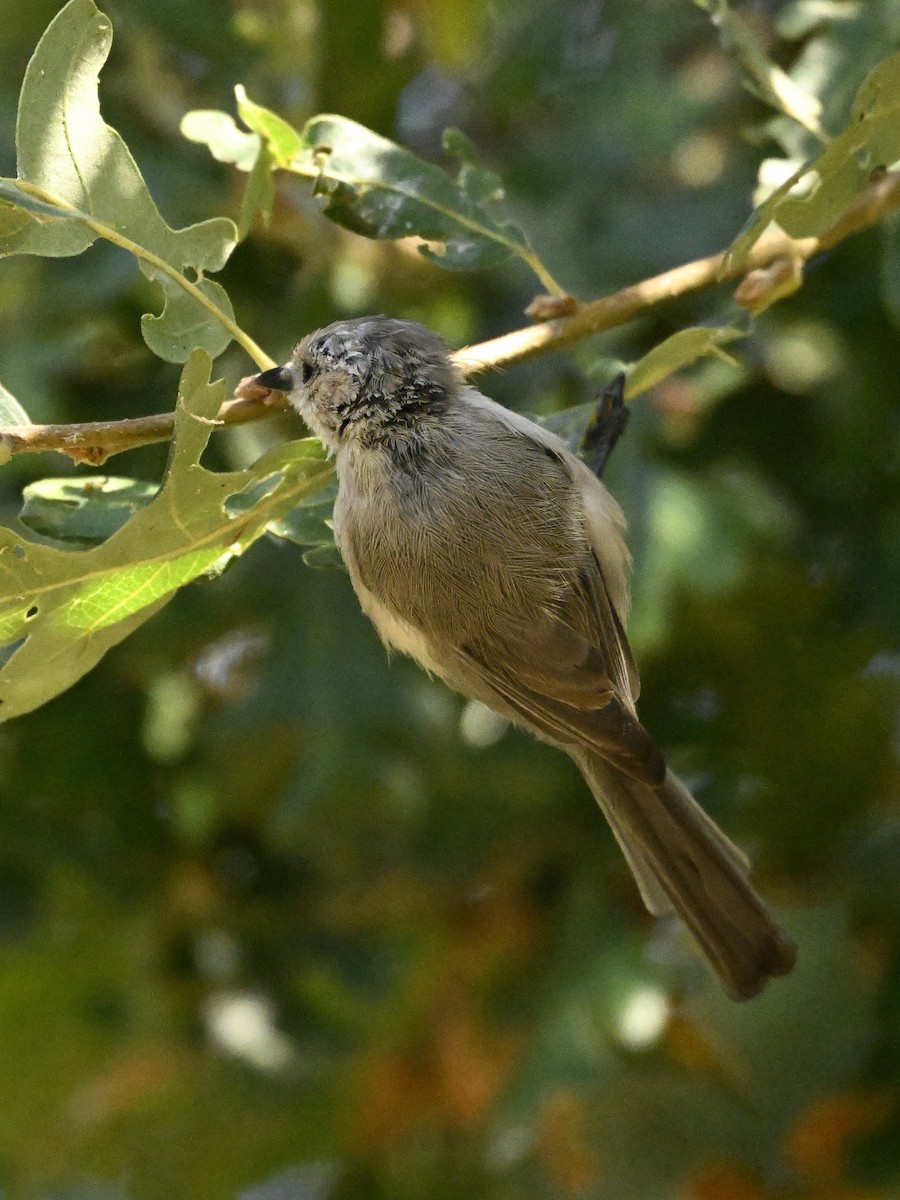 Bushtit - ML624053973