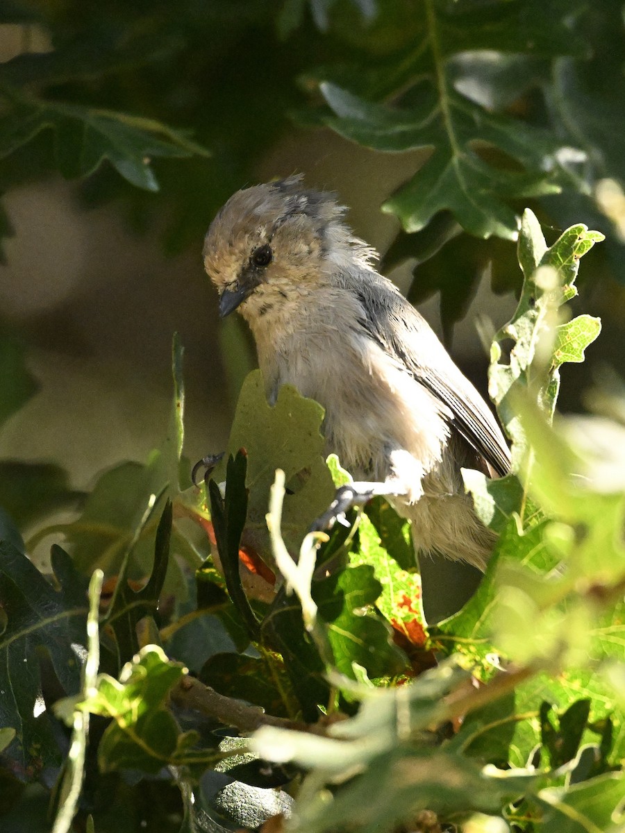 Bushtit - ML624053974