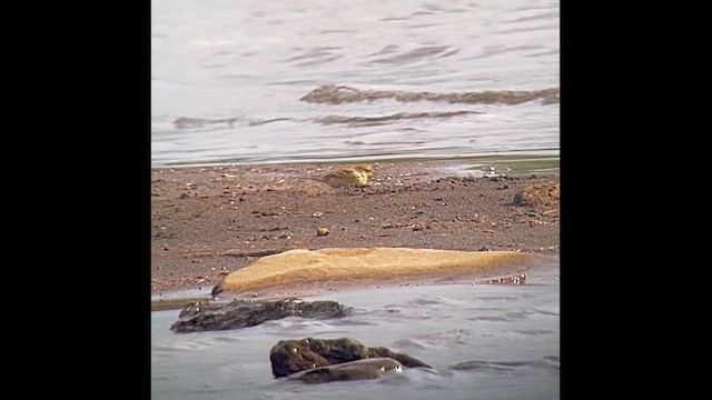 American Pipit - ML624053976