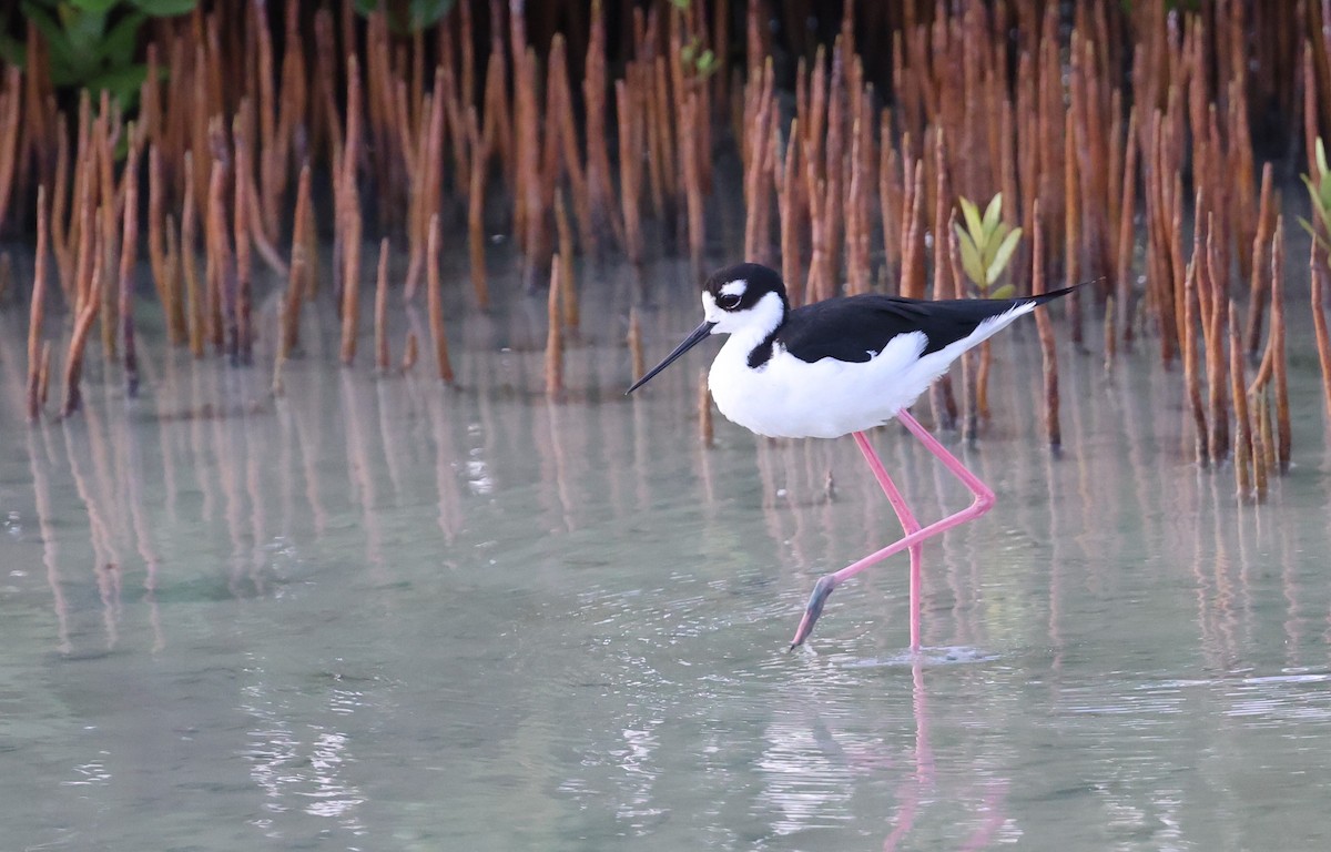 Black-necked Stilt - ML624053977