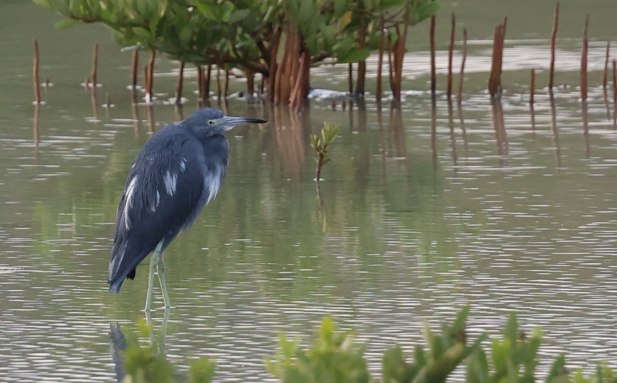 Little Blue Heron - ML624053984