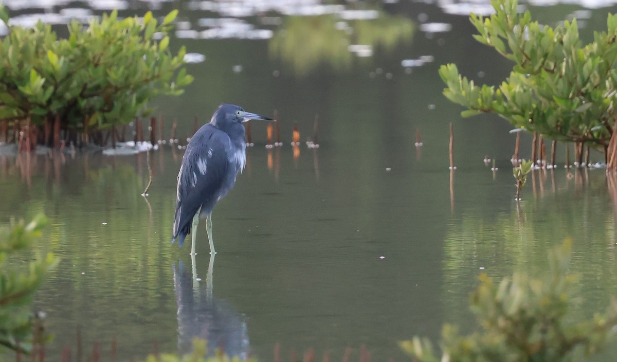 Little Blue Heron - ML624053985