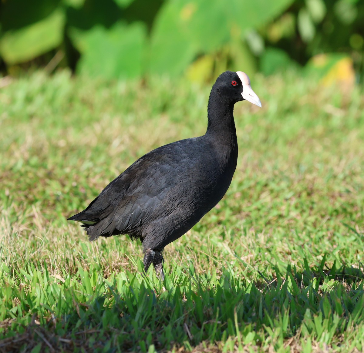 Hawaiian Coot (White-shielded) - ML624053986