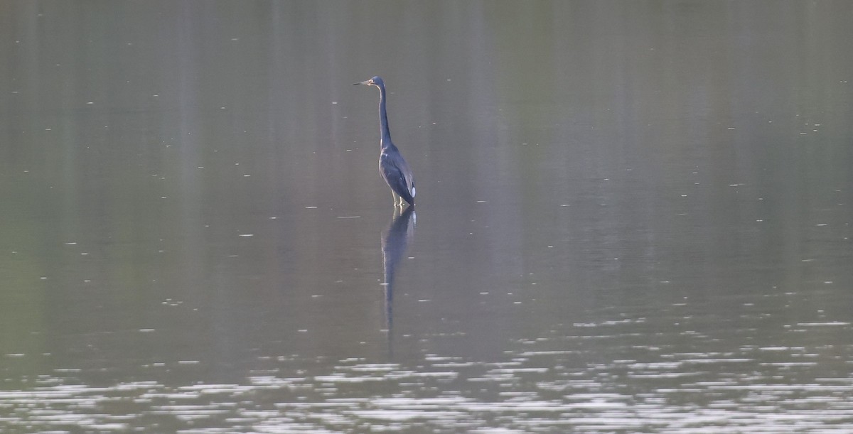 Tricolored Heron - ML624053989