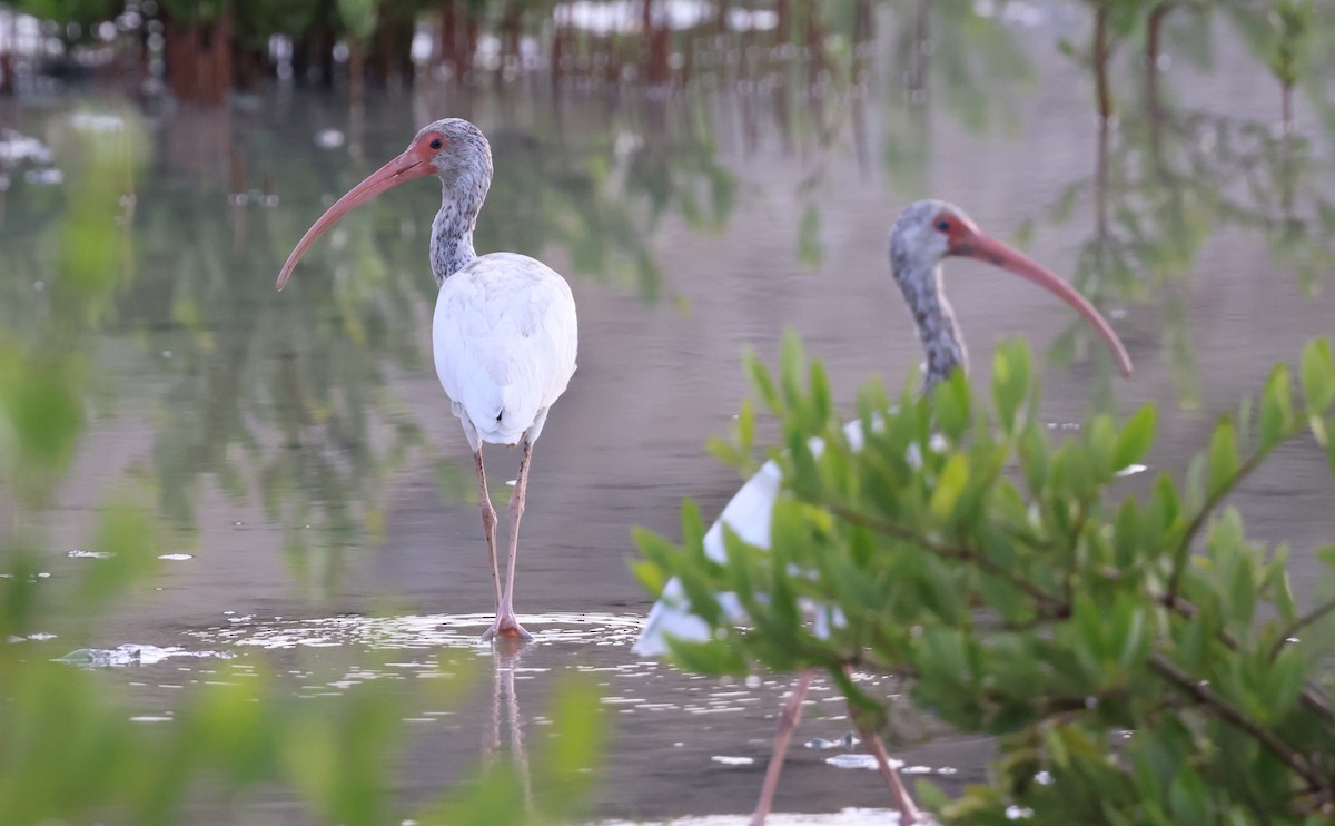 White Ibis - ML624053995