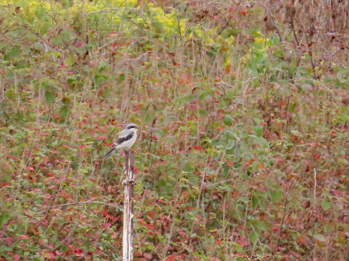 Loggerhead Shrike - ML624054004