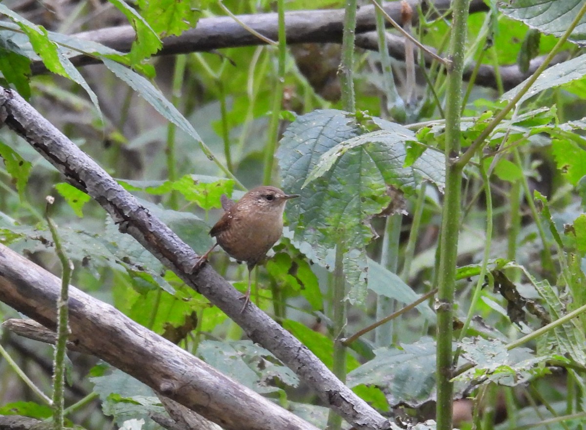 Troglodyte des forêts - ML624054008