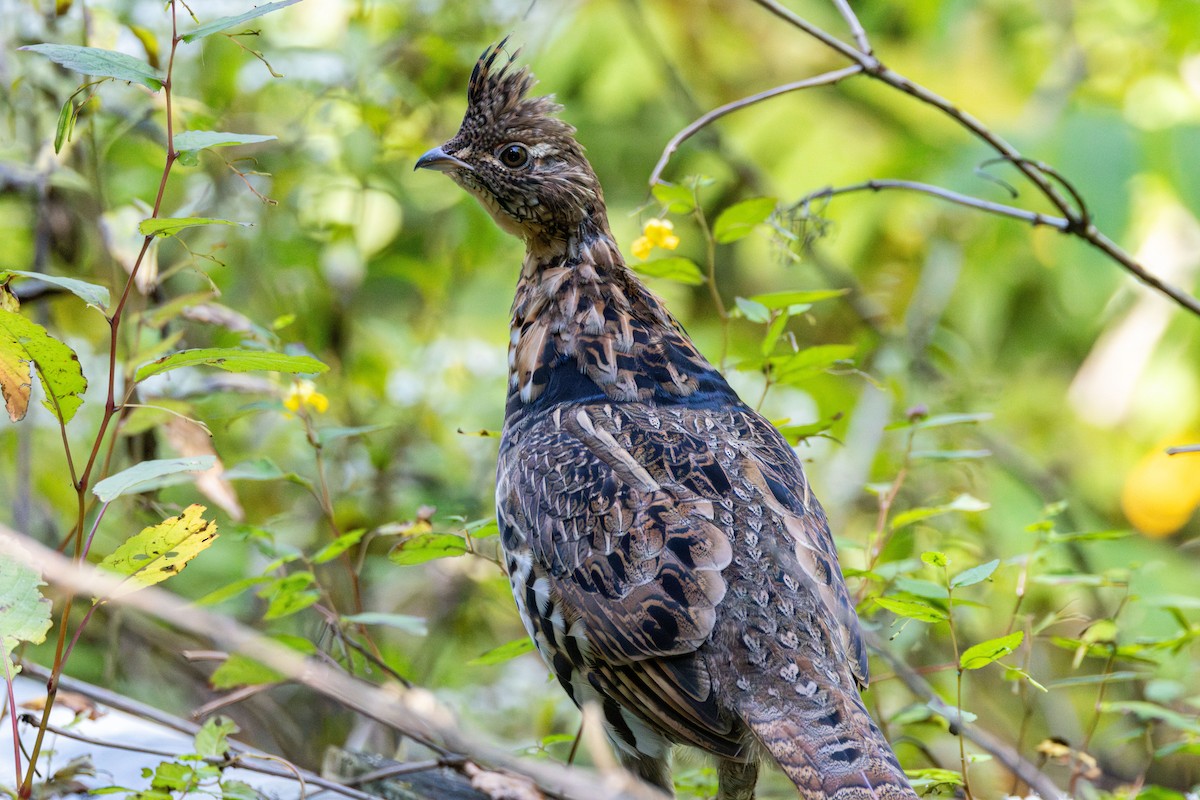 Ruffed Grouse - ML624054012