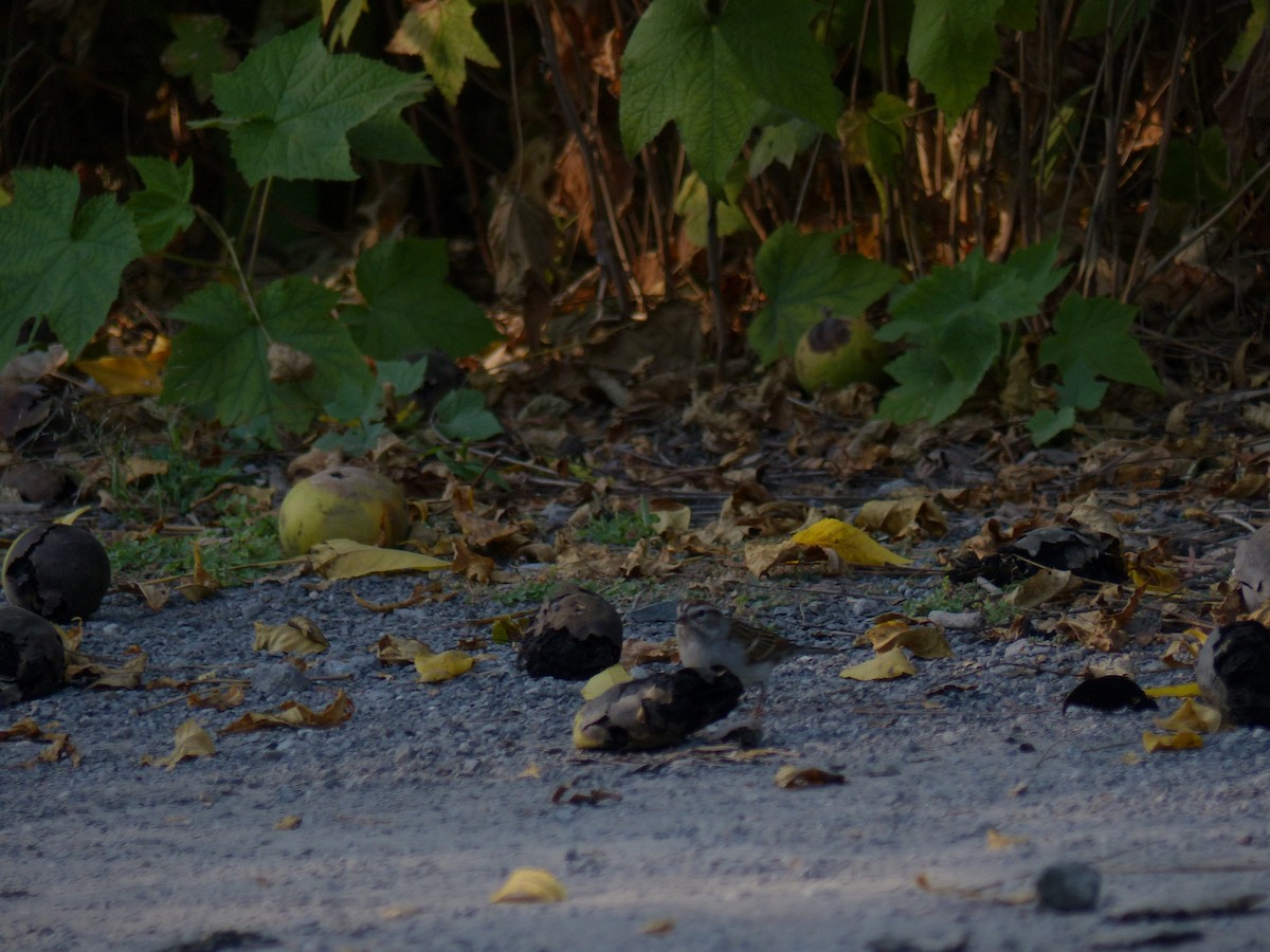 Chipping Sparrow - Julien Petit