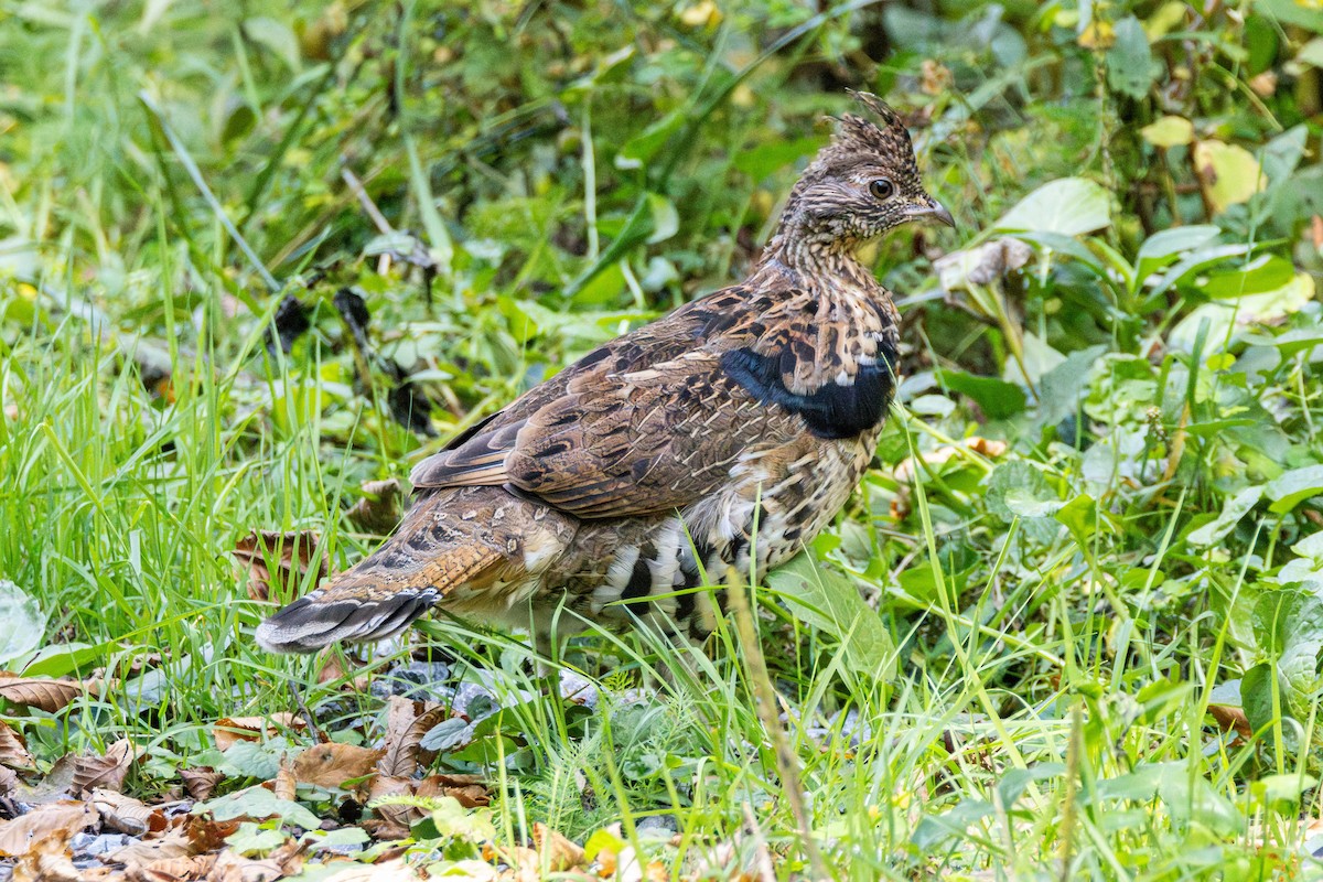 Ruffed Grouse - ML624054014