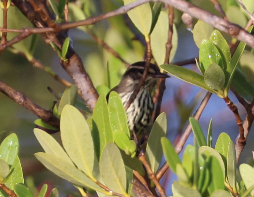 Northern Waterthrush - ML624054015