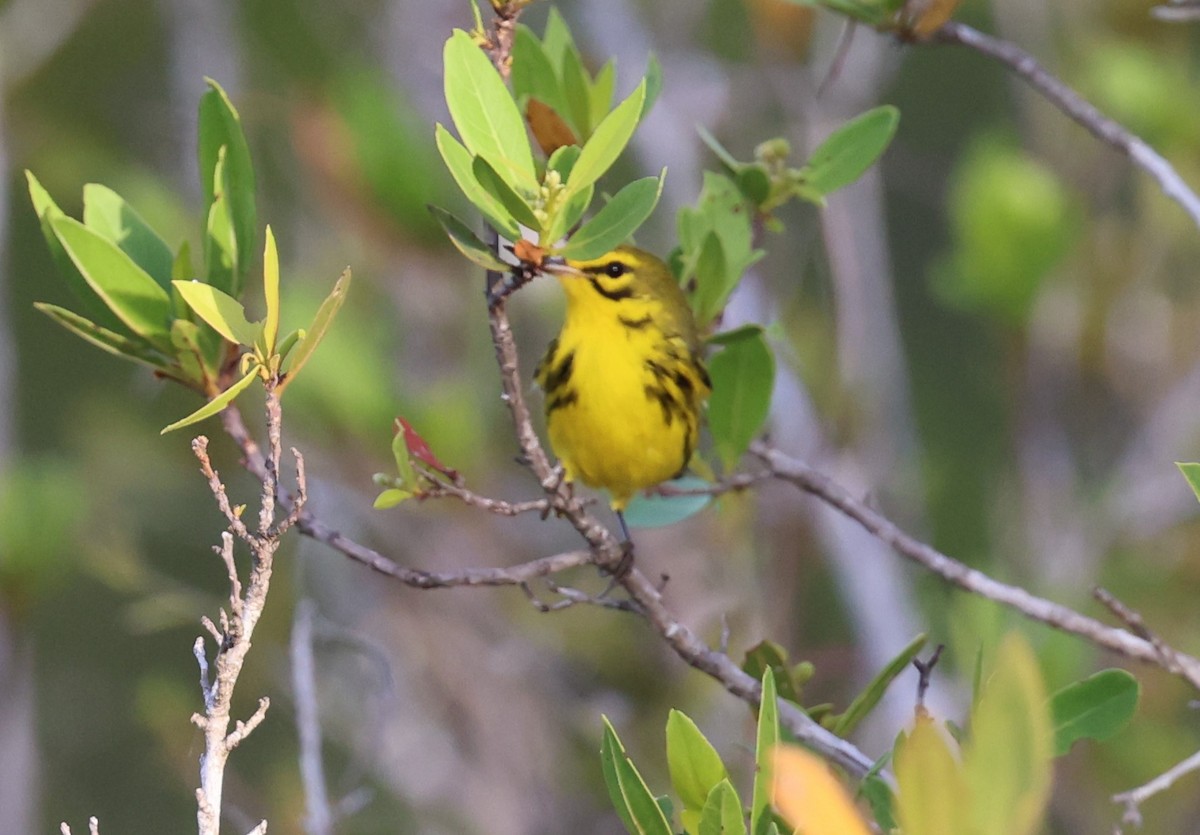 Prairie Warbler - ML624054019