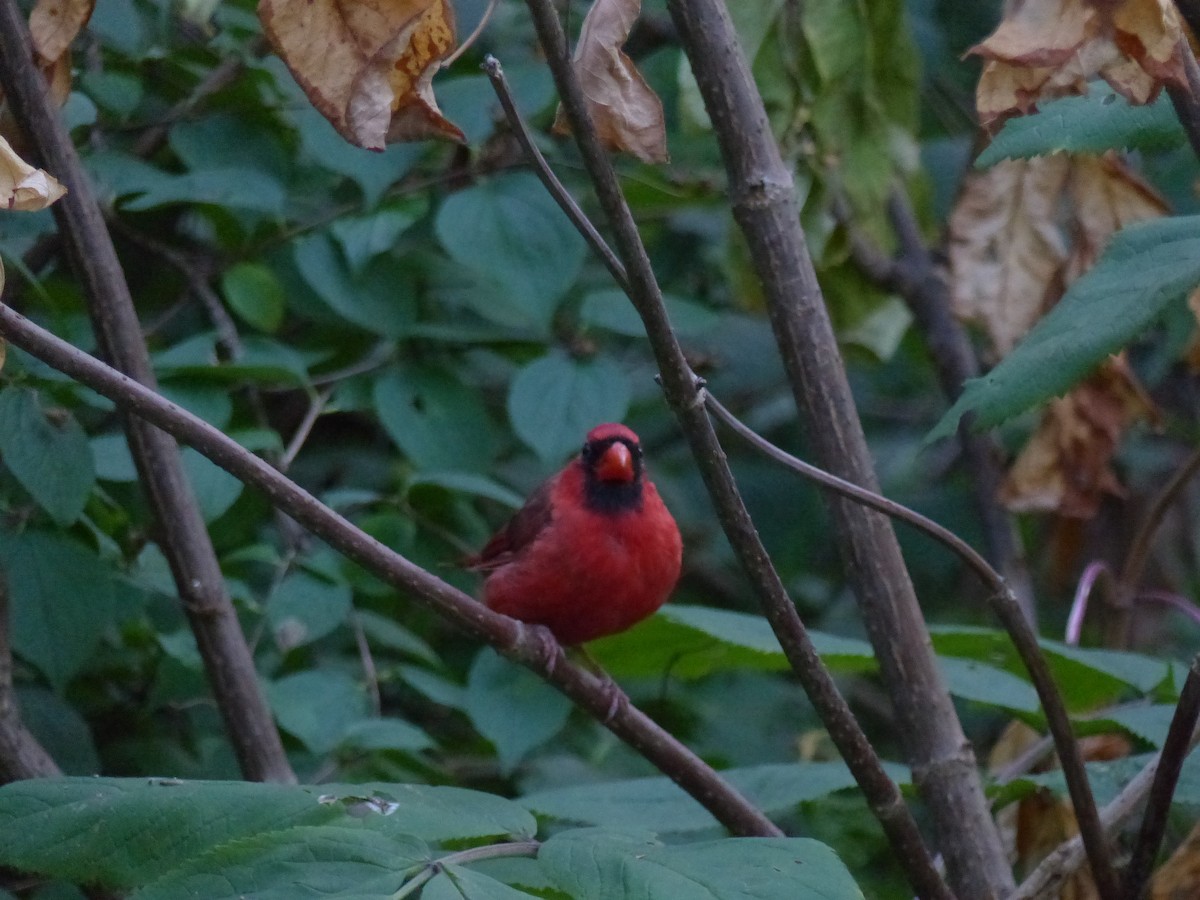 Cardinal rouge - ML624054030