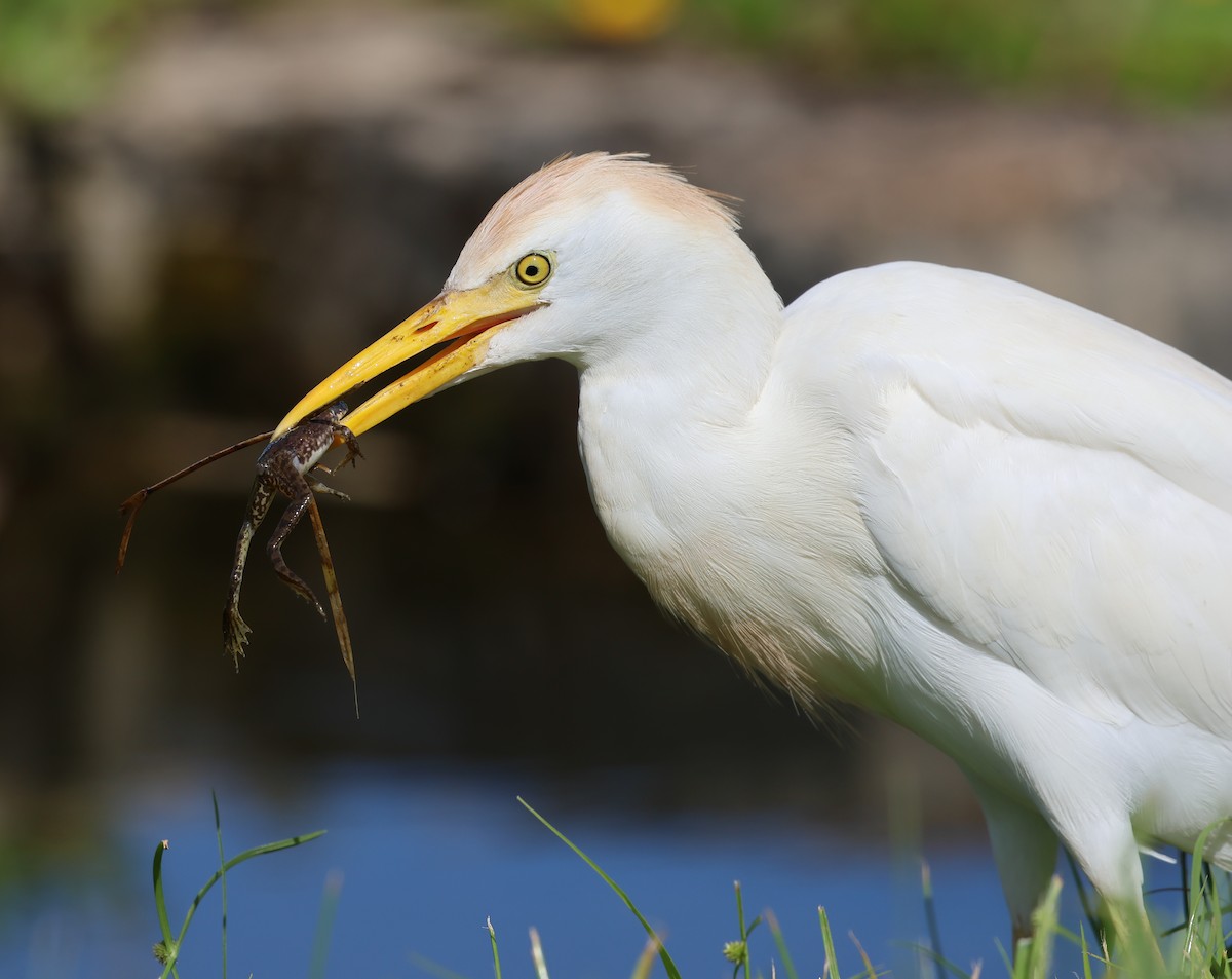 Чапля єгипетська (підвид ibis) - ML624054037