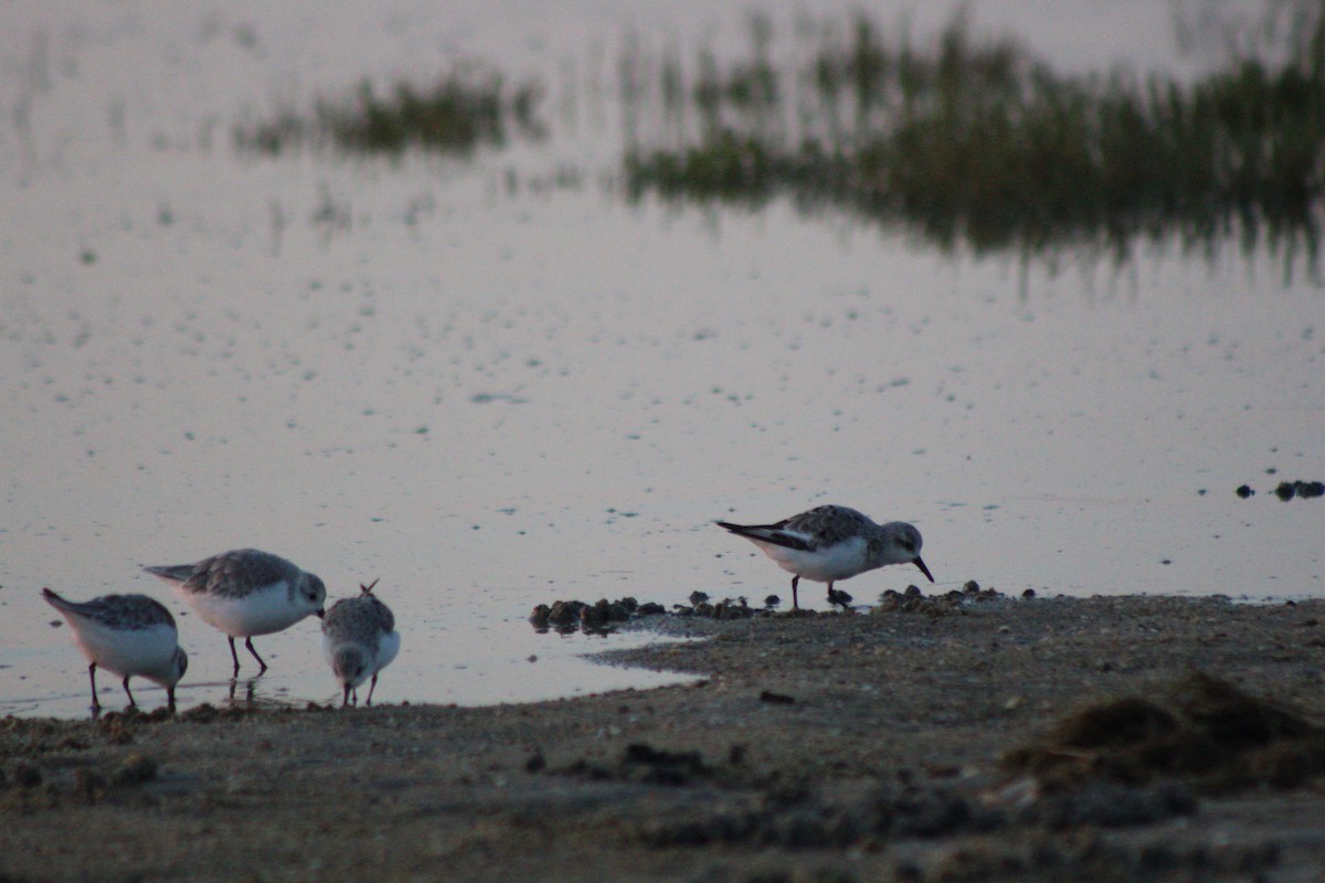 Sanderling - ML624054056