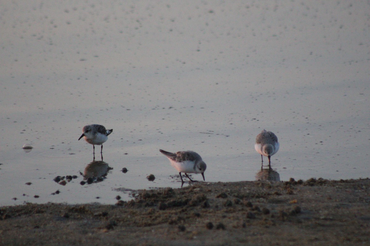 Sanderling - ML624054057