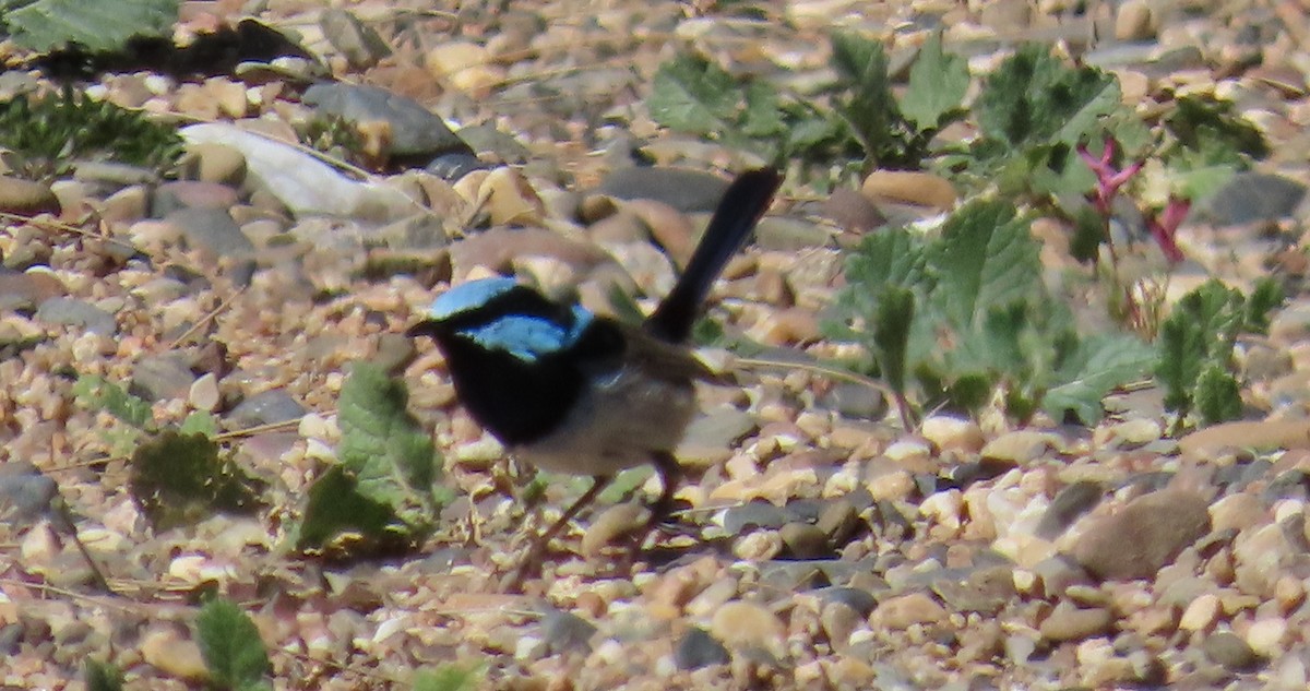 Superb Fairywren - ML624054063