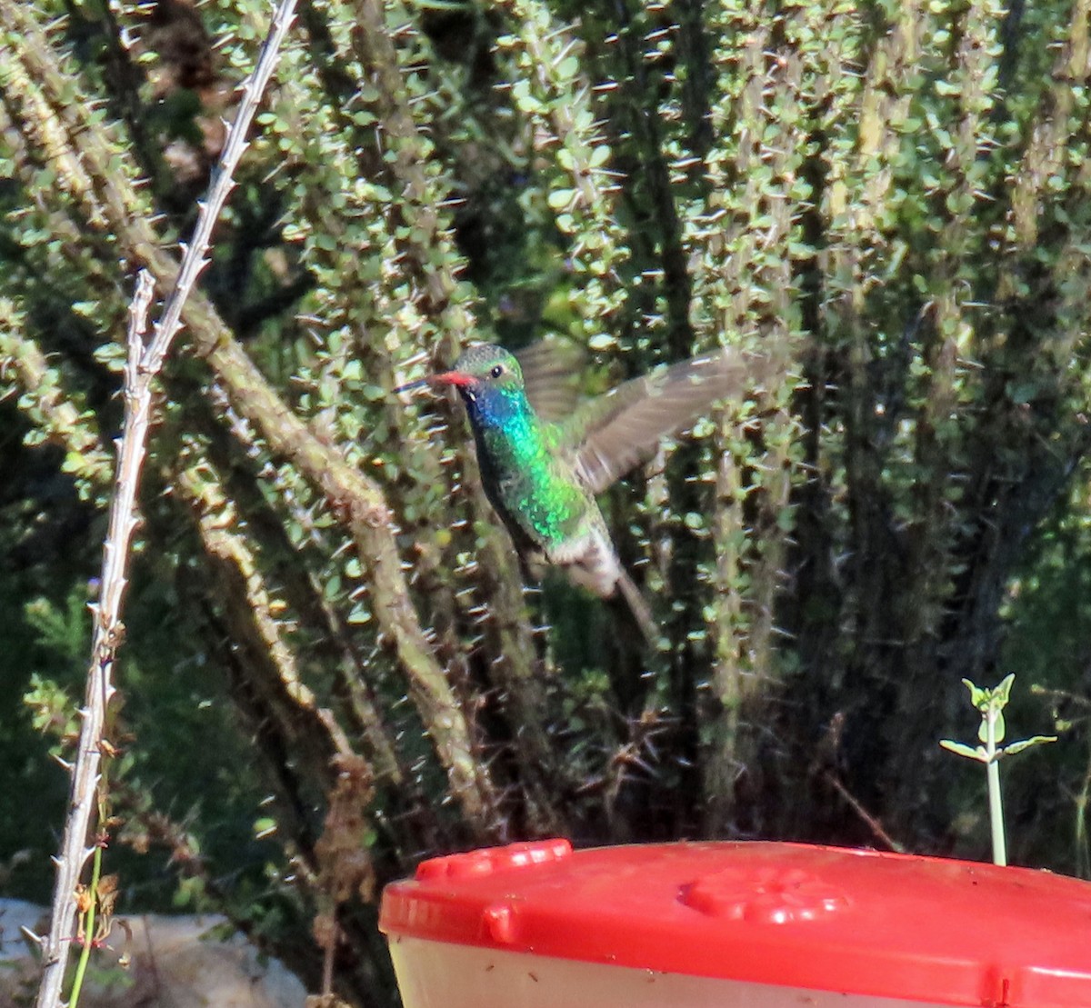 Broad-billed Hummingbird - ML624054065