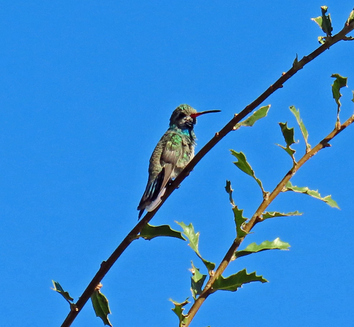 Broad-billed Hummingbird - ML624054066