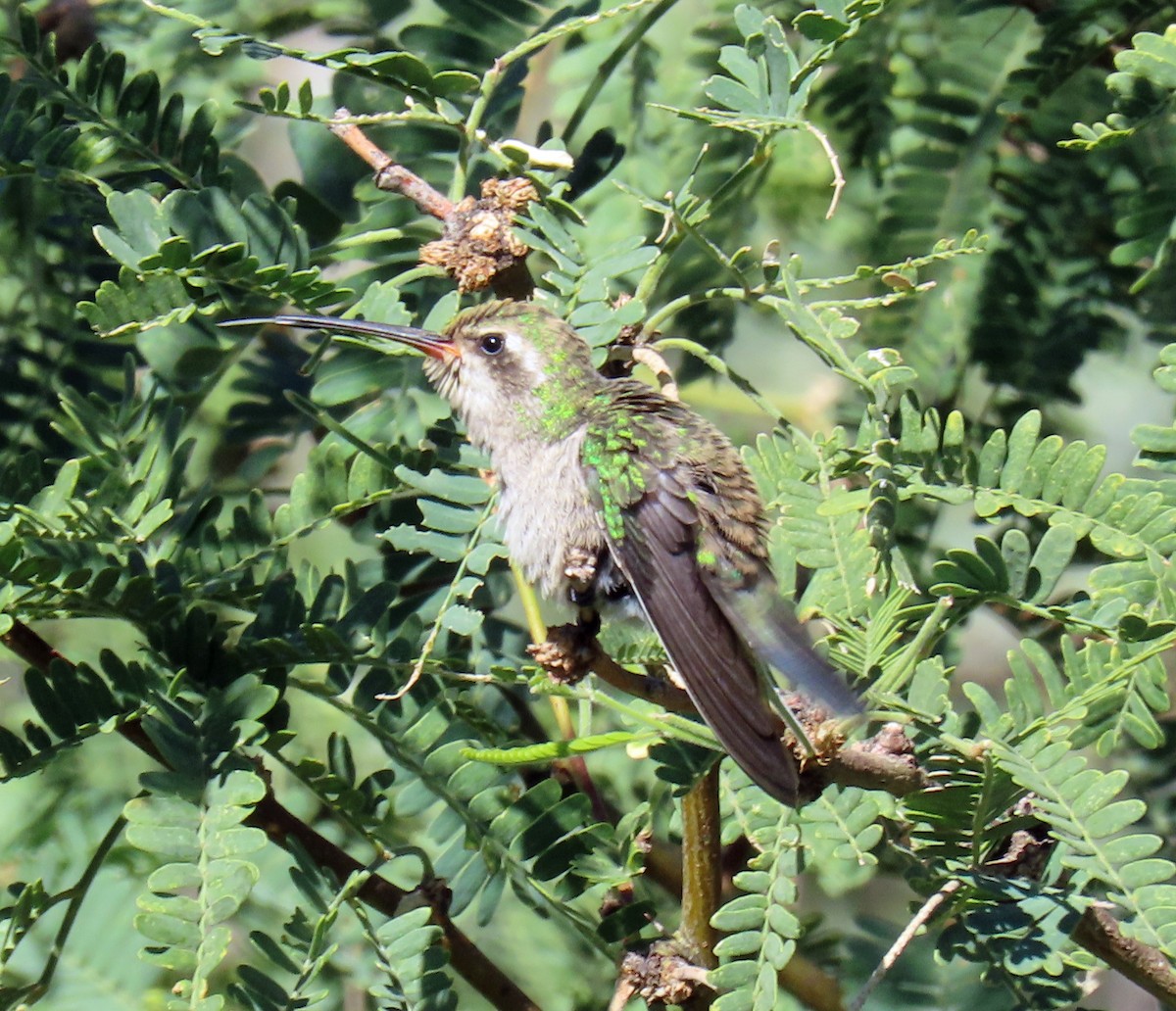 Broad-billed Hummingbird - ML624054067