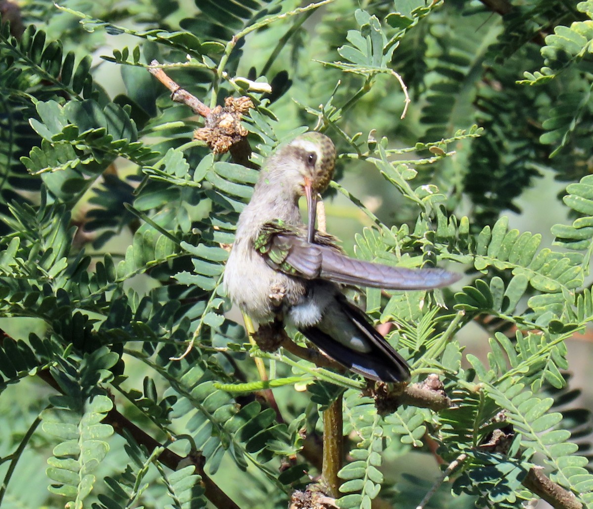 Broad-billed Hummingbird - ML624054068