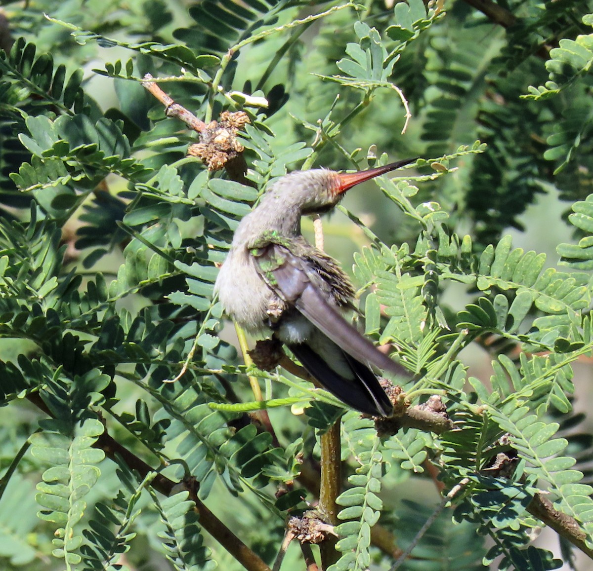 Broad-billed Hummingbird - ML624054069