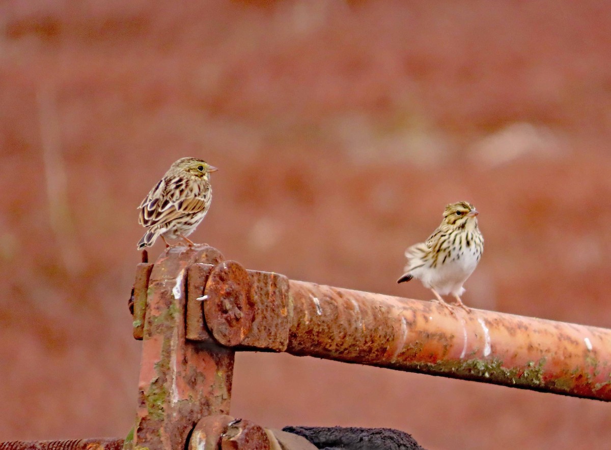 Savannah Sparrow - ML624054072