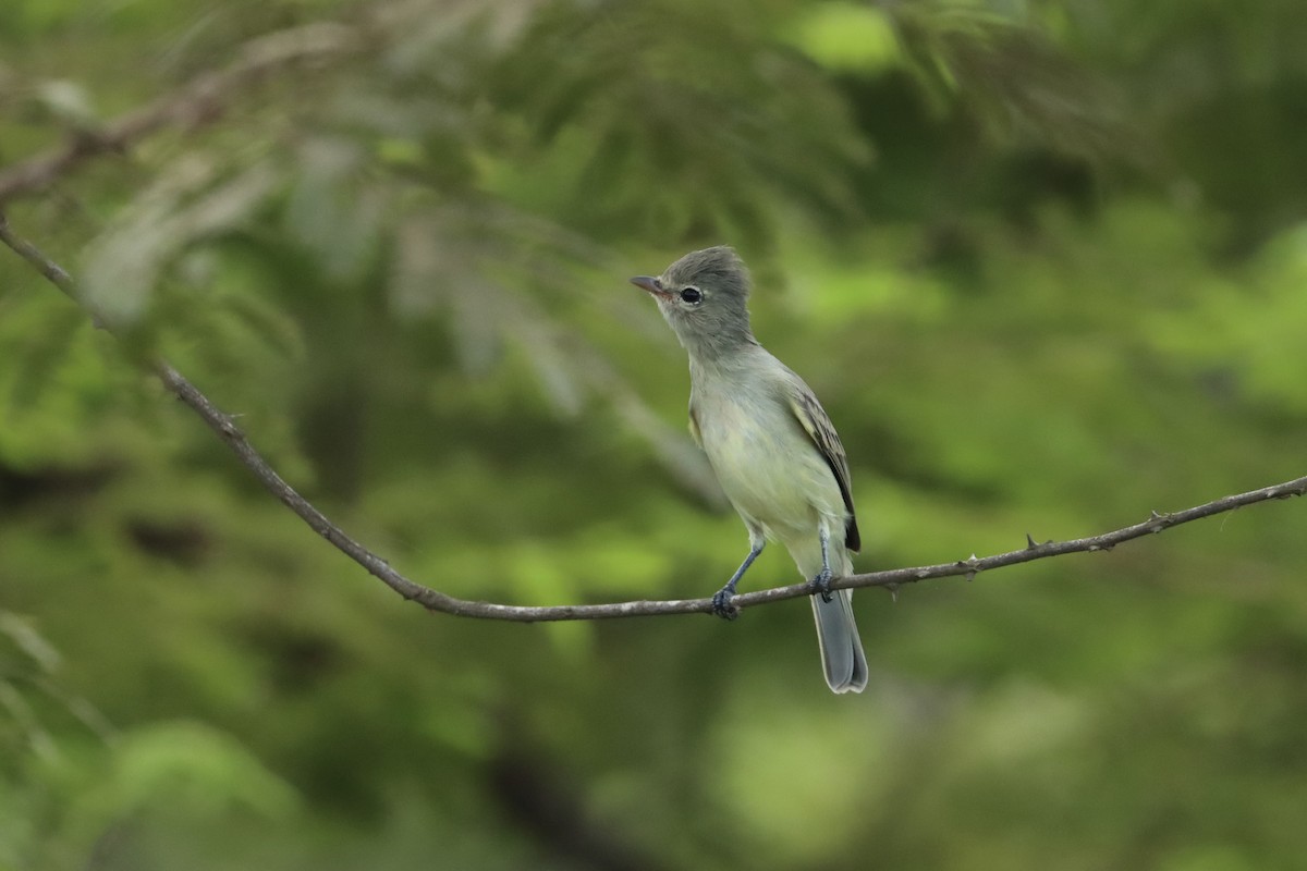 Northern Beardless-Tyrannulet - ML624054074