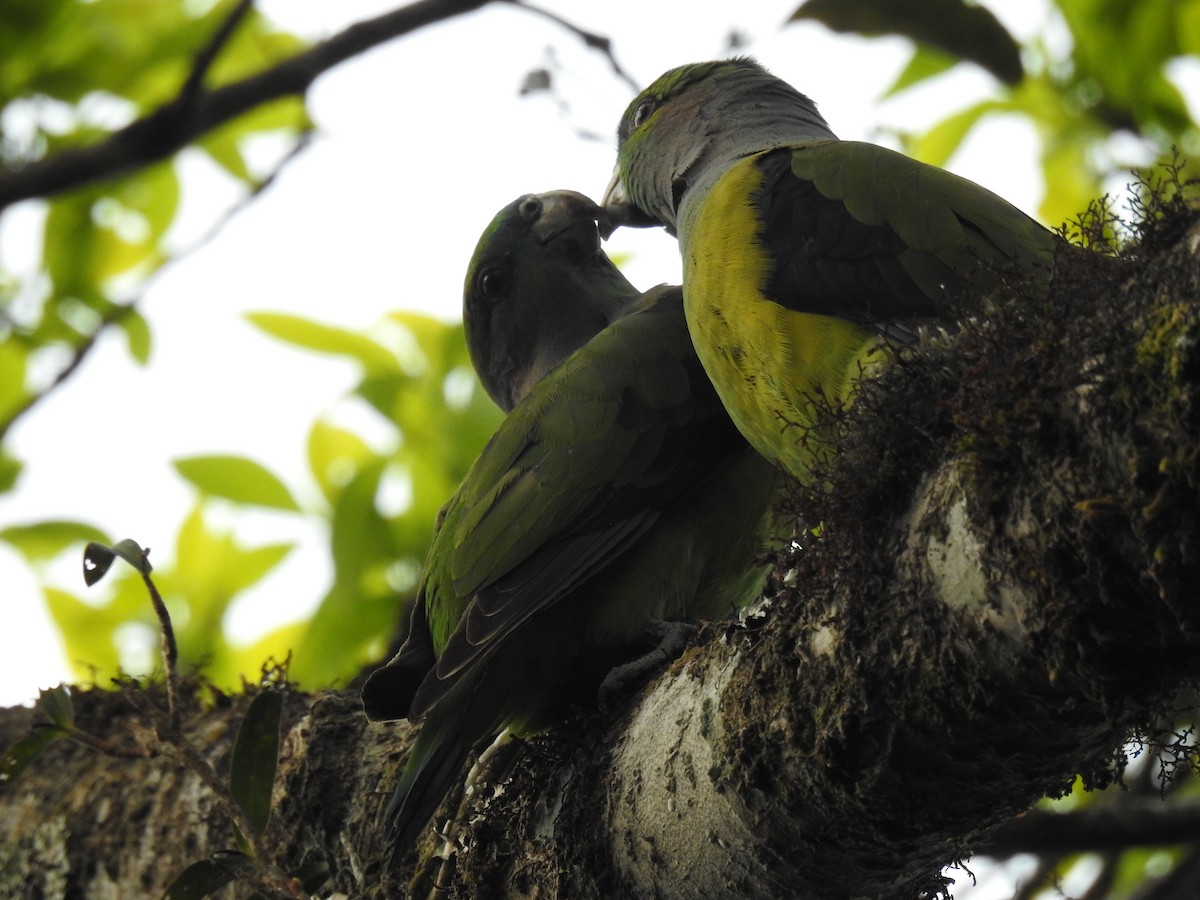 Black-winged Parrot - ML624054076