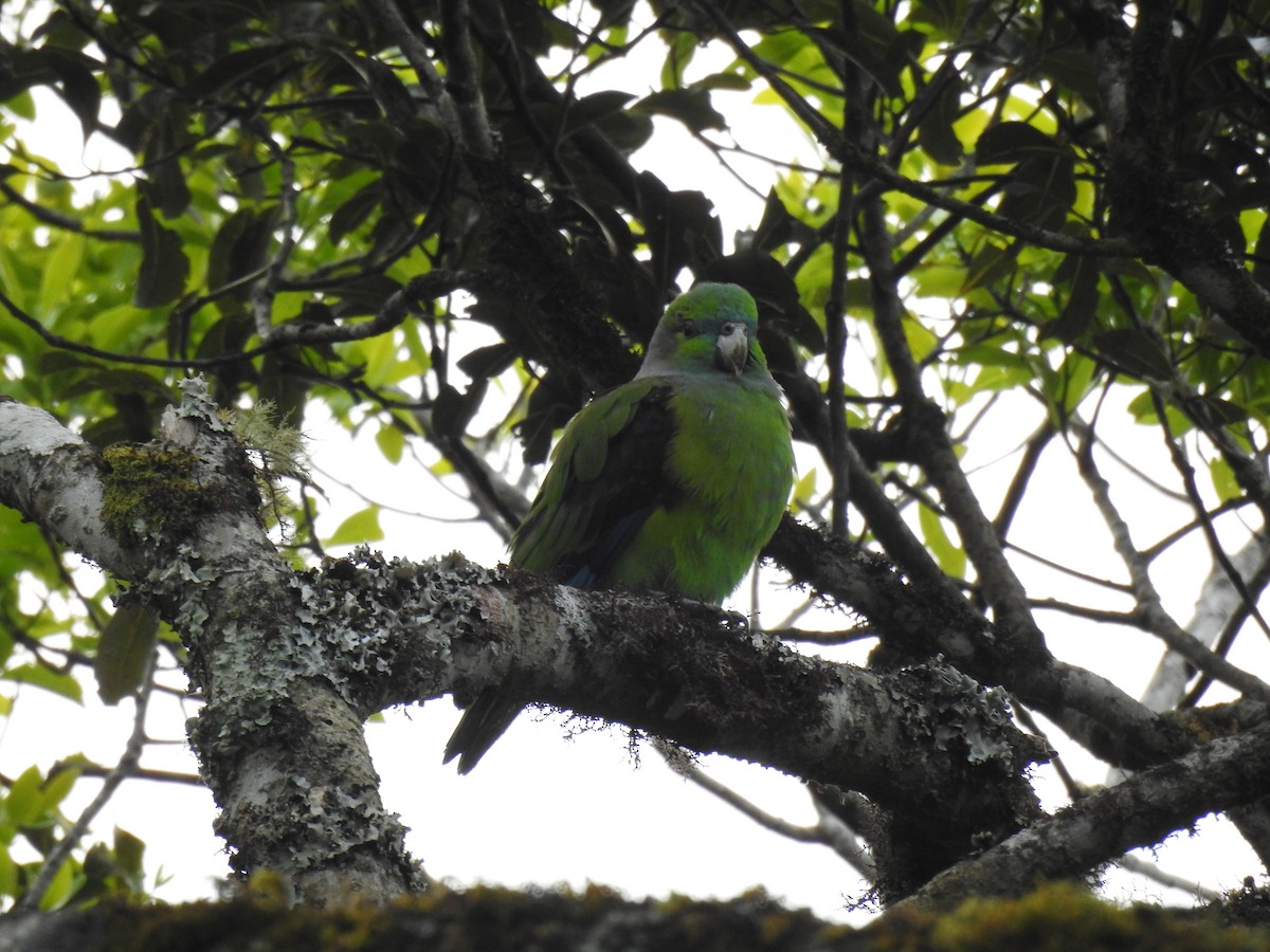 Black-winged Parrot - Ben Verhoef