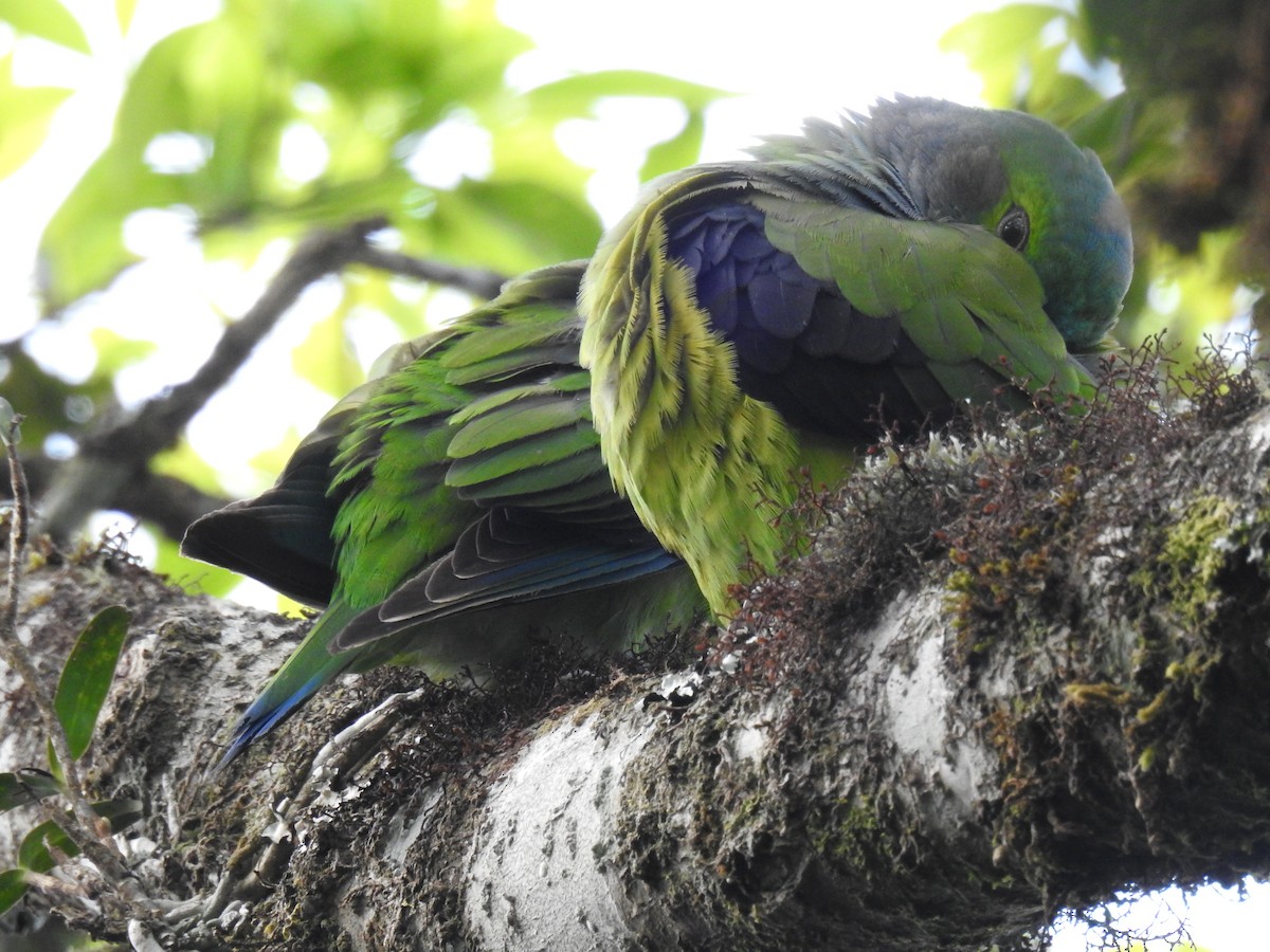 Black-winged Parrot - ML624054078