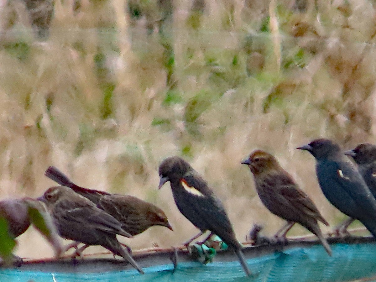 Tricolored Blackbird - ML624054084