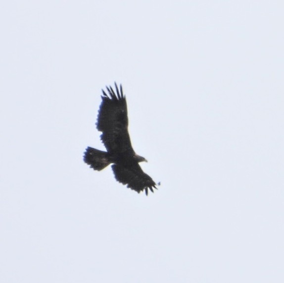 Golden Eagle - ML624054088