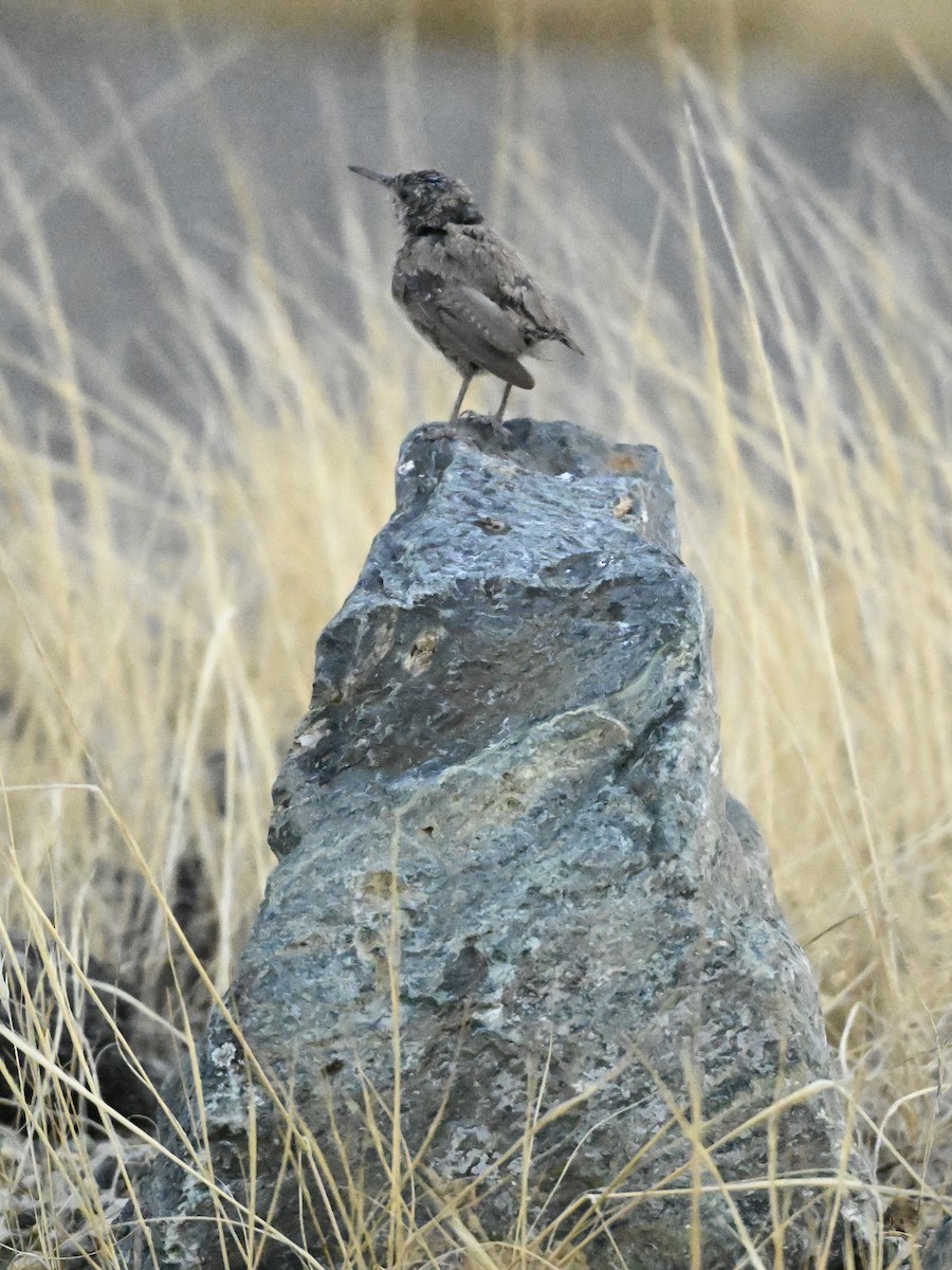 Rock Wren - ML624054089