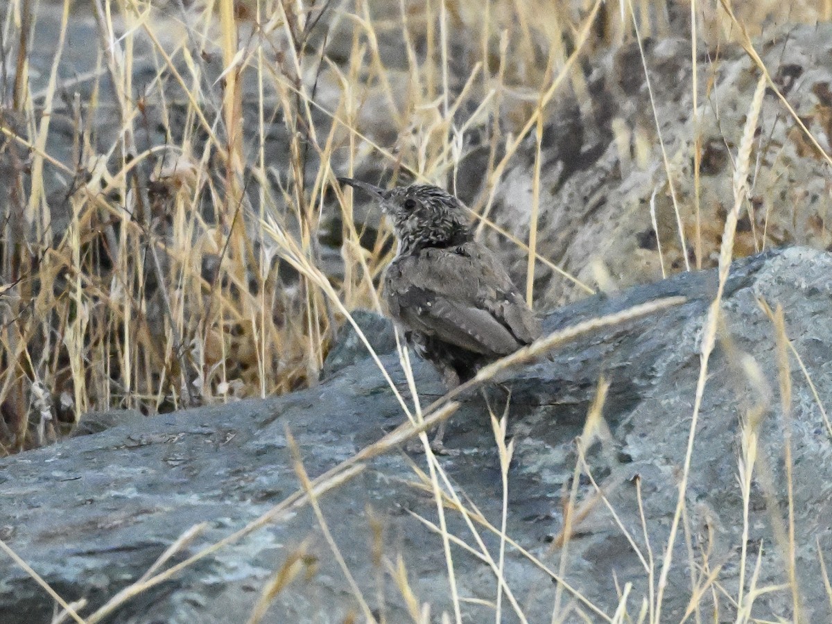 Rock Wren - ML624054090