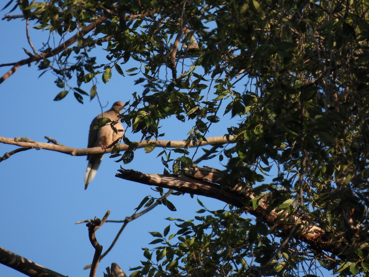 Mourning Dove - ML624054092