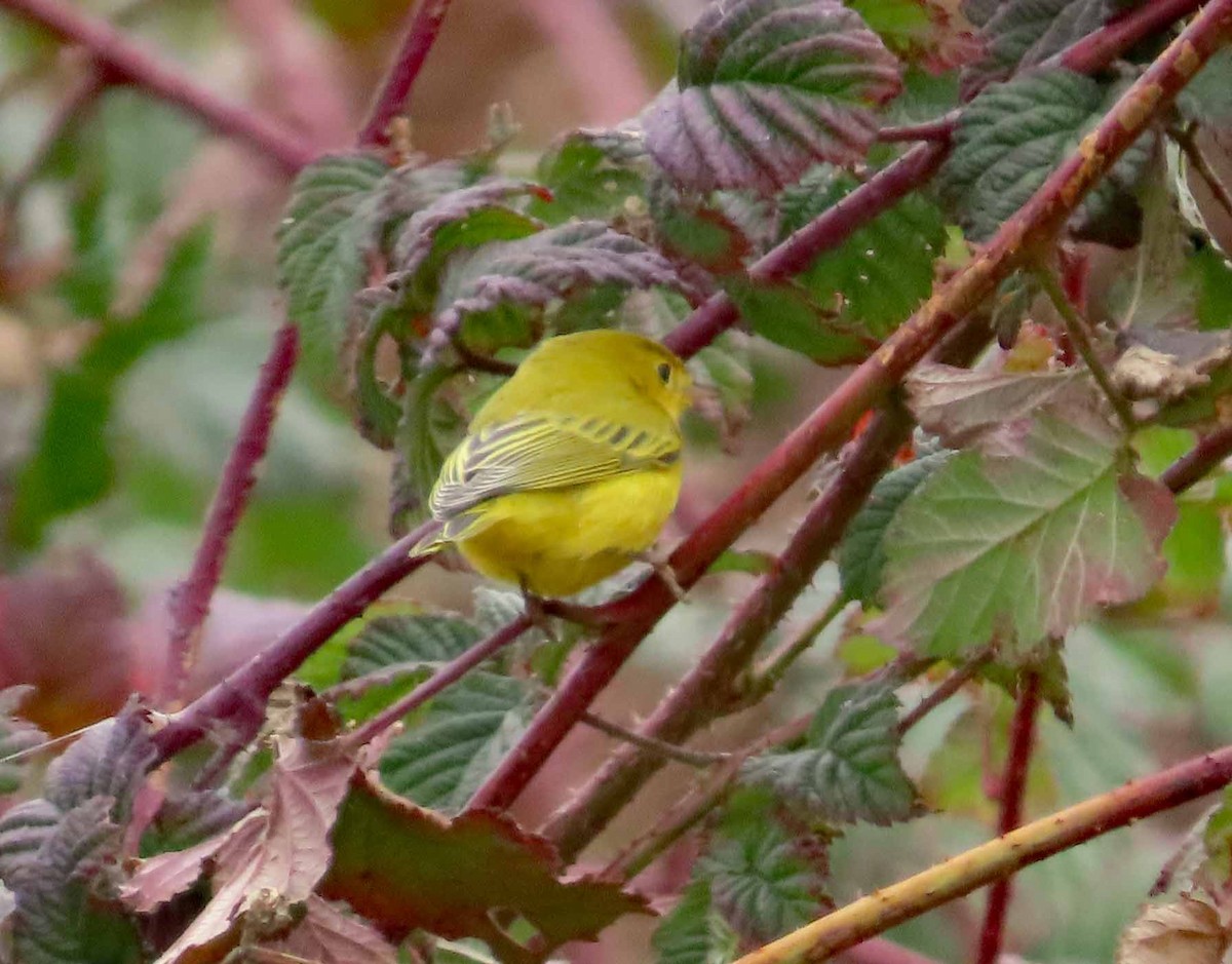 Yellow Warbler - Sharon Hull