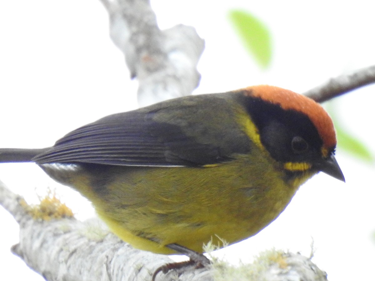 Bolivian Brushfinch - ML624054098