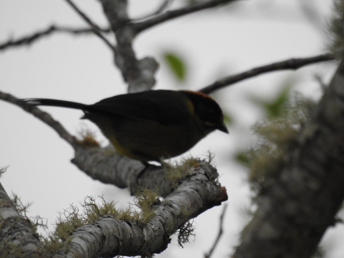 Bolivian Brushfinch - ML624054099
