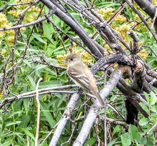 Willow Flycatcher - ML624054100