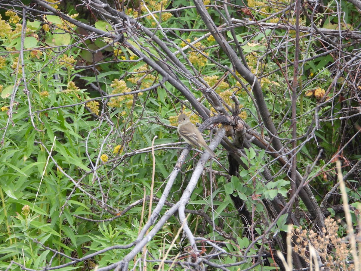 Willow Flycatcher - ML624054101