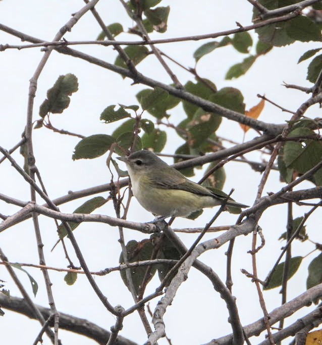 Warbling Vireo - ML624054107