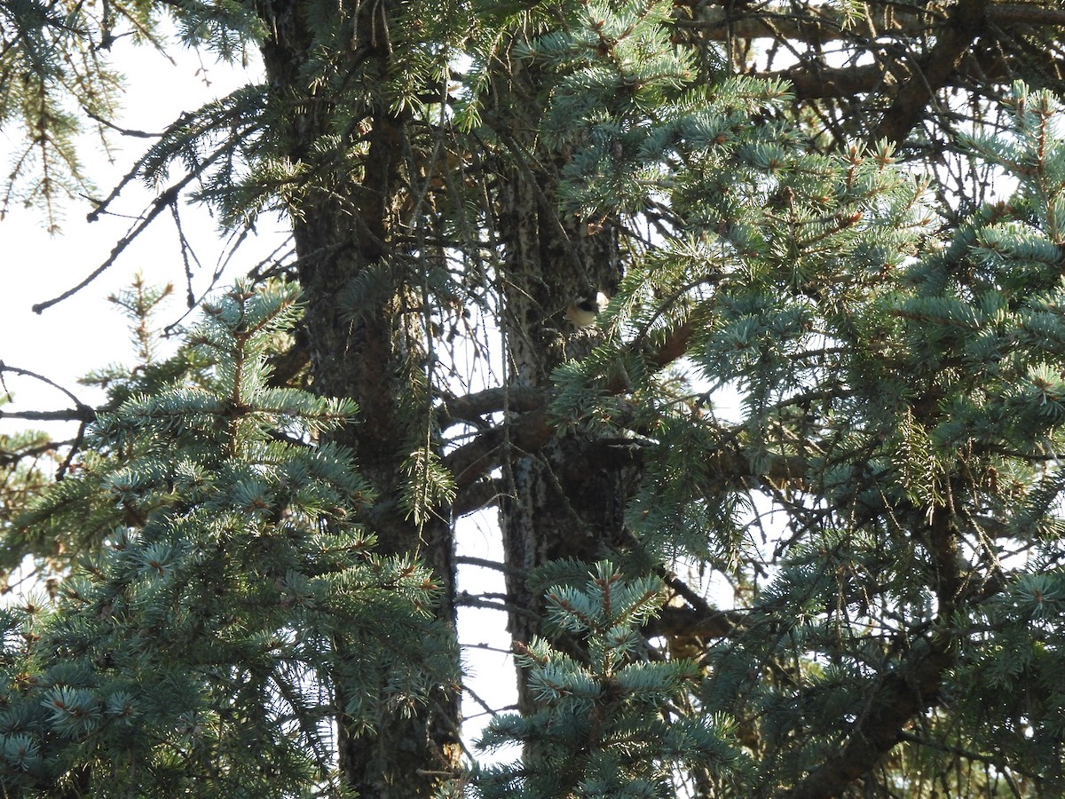 Black-capped Chickadee - ML624054110