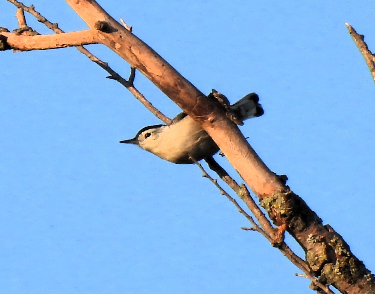 White-breasted Nuthatch - ML624054114