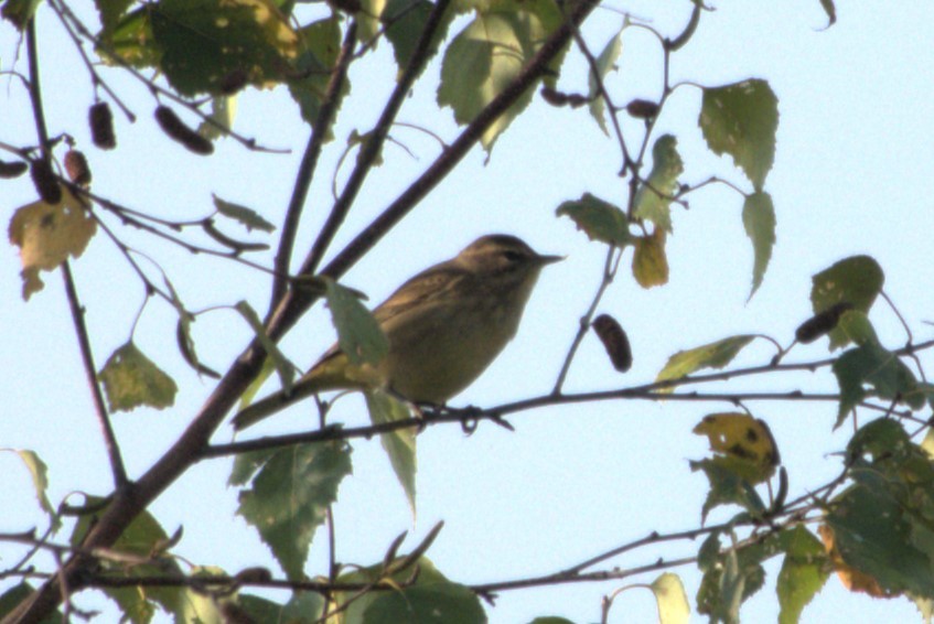 Palm Warbler - ML624054118