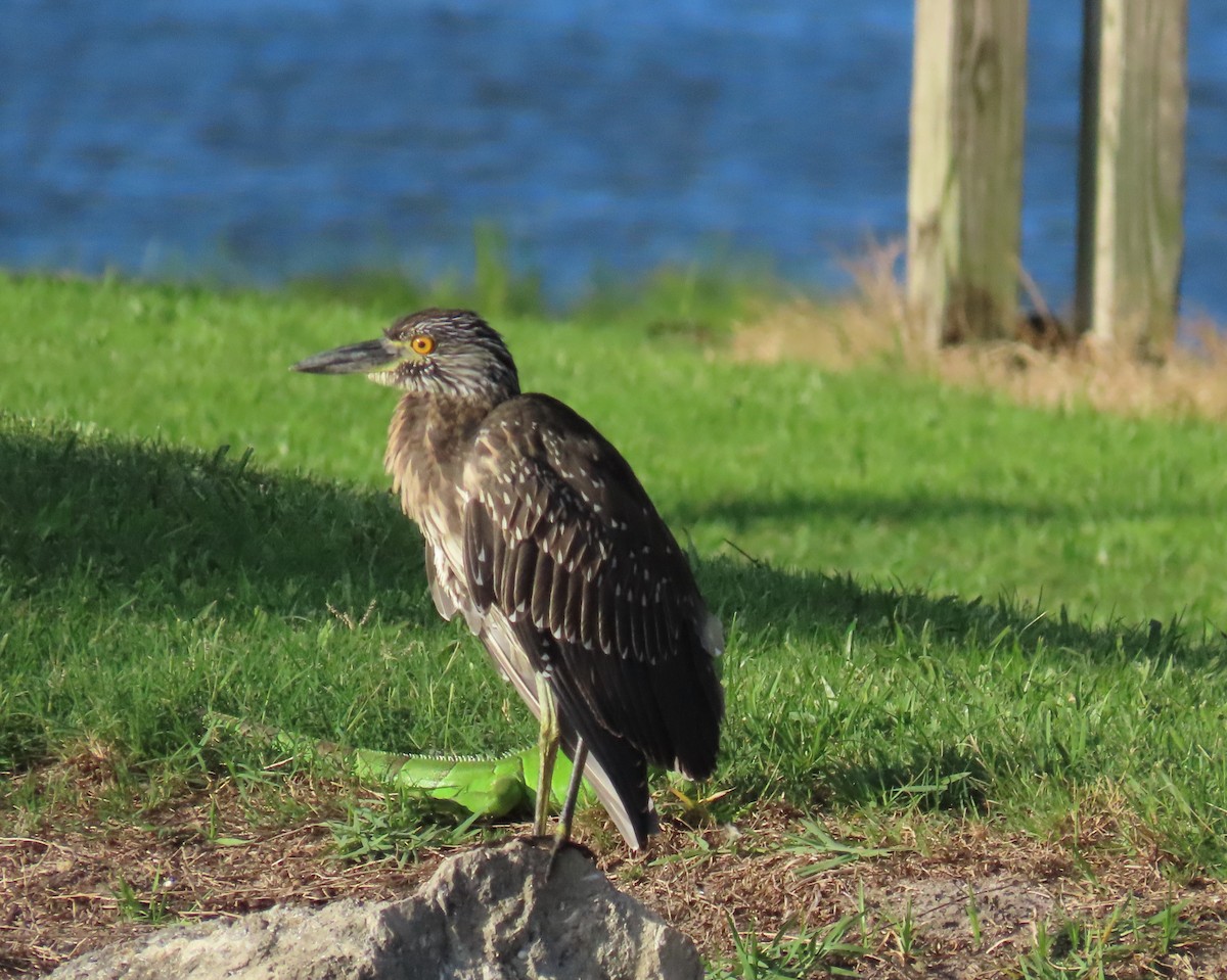 Yellow-crowned Night Heron - ML624054121