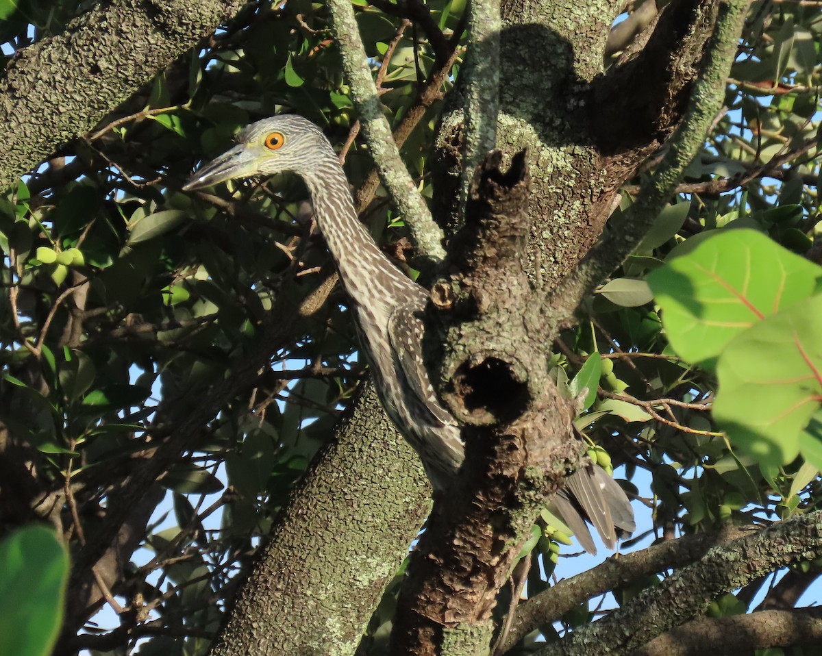 Yellow-crowned Night Heron - ML624054122