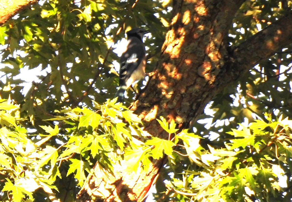 White-breasted Nuthatch - María Eugenia Paredes Sánchez