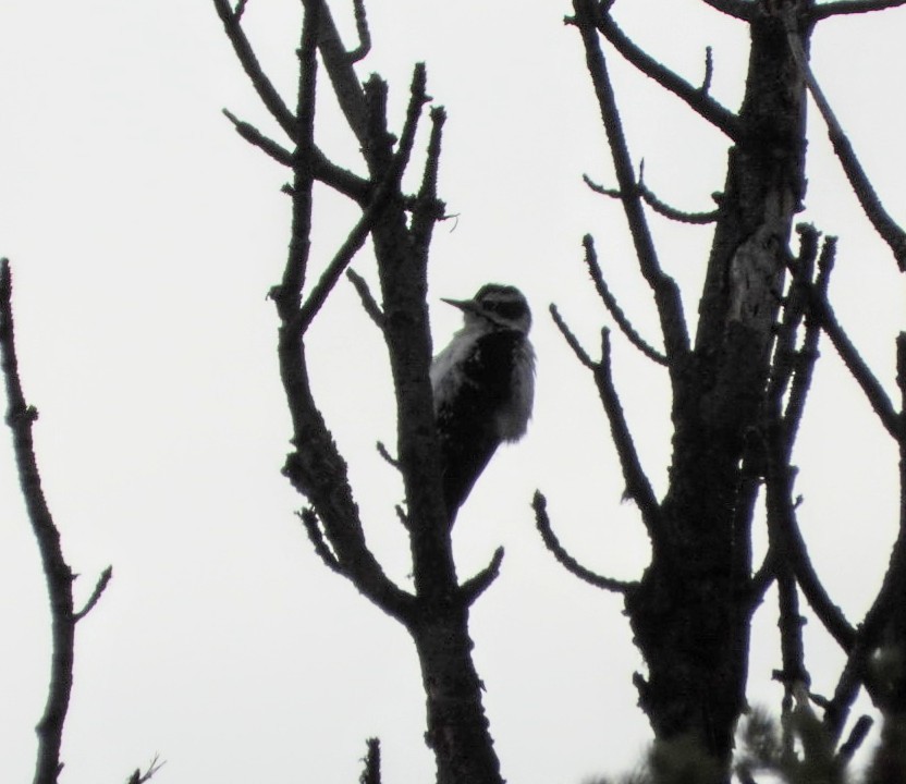 Hairy Woodpecker - ML624054129